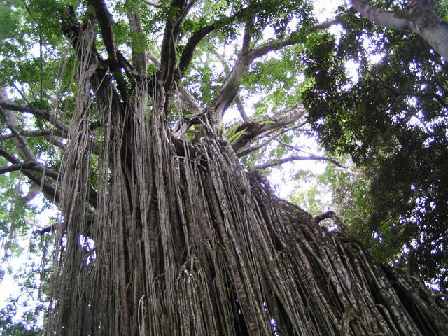 Australian lianas - free image