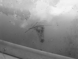 Baby crocodile appear