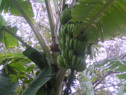 banana tree