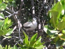 blue footed boobie