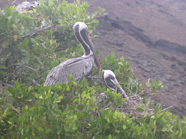 Brown Pelican - free image