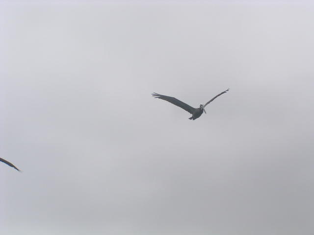 Brown pelican - free image