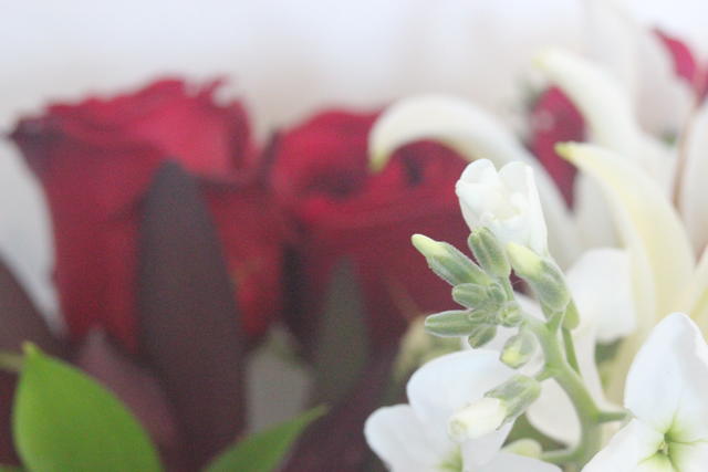 budding flowers - free image