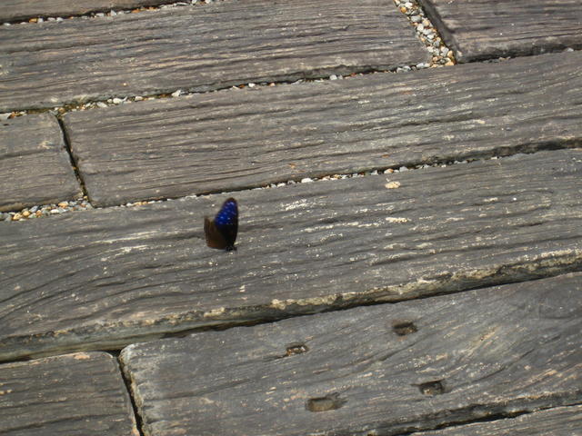 Butterfly - free image