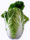 Chinese cabbage