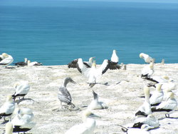 colony of booby