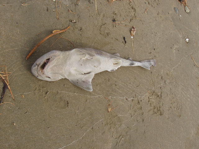 Dead Shark - free image