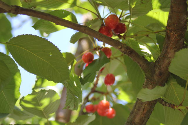 Delicious cherry - free image