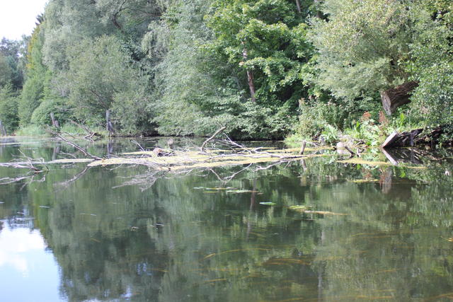 Dense forest and river - free image