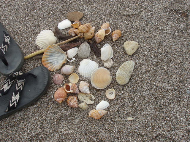 Different shell - free image