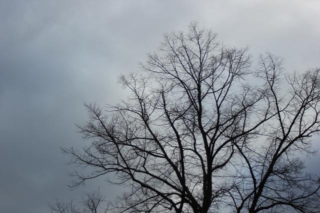 Dry tree - free image