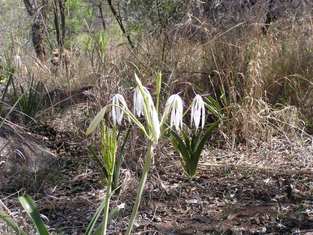 Expectation - free image