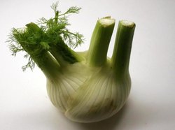 Fennel