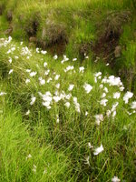 Field of cotton grass