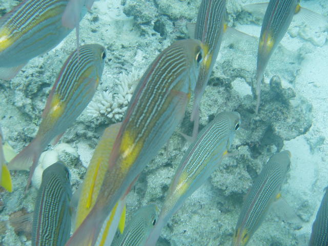 Fish tales - free image