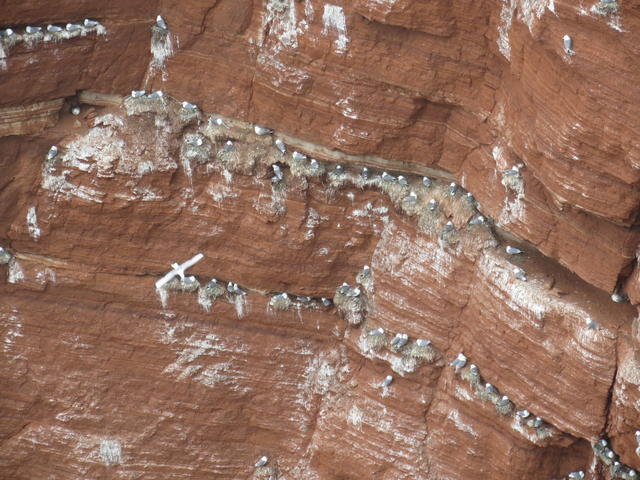 flock of sea gull - free image