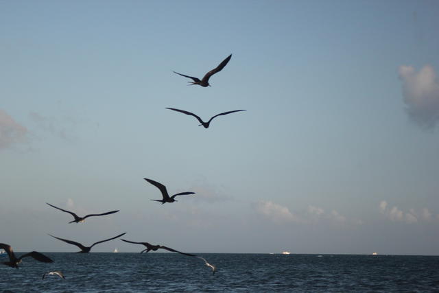 flying frigate birds - free image
