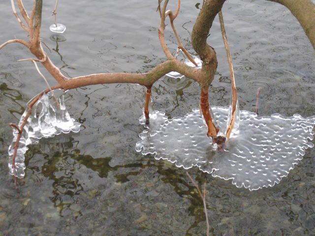 freezing life - free image