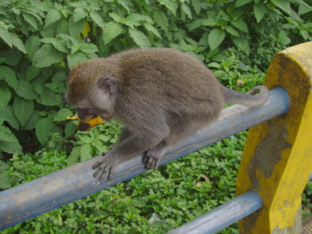 Funny monkey at lunch time - free image