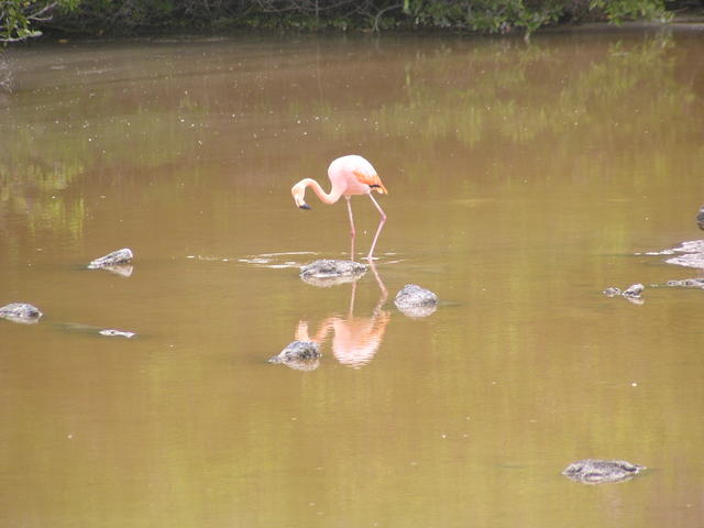 Galapagos Flamingo - free image