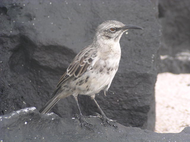 Galapagos Mockingbird - free image