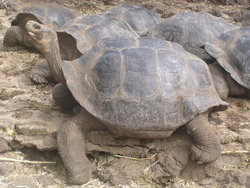 Giant Tortoise