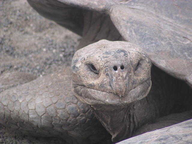 Giant Tortoise - free image