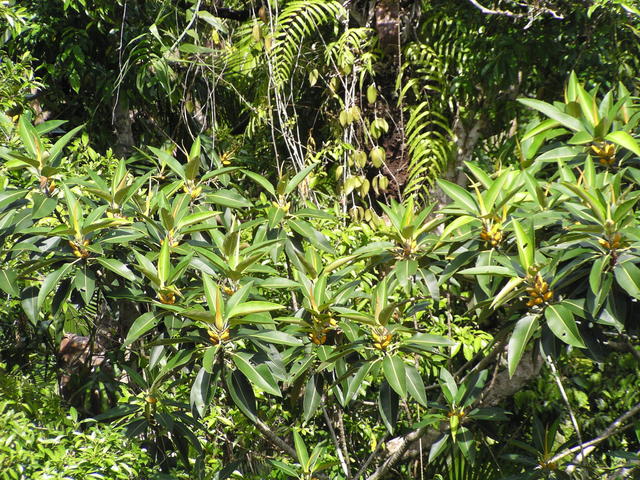 Green I want you green - free image