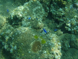 In the bottom of the sea