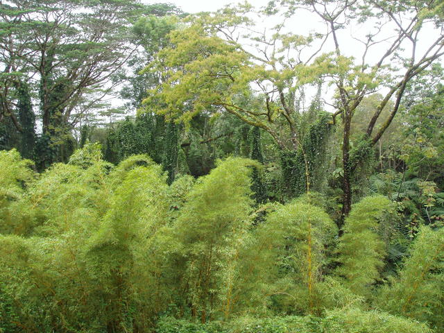 jungle - free image