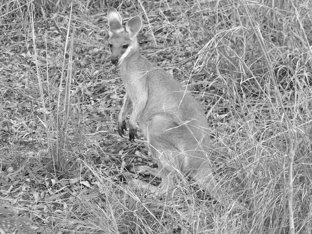 Kangaroo in the night - free image