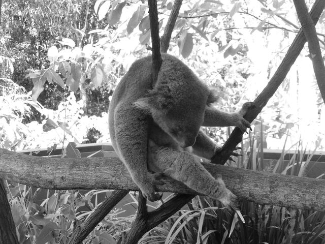 Koala´s search - free image