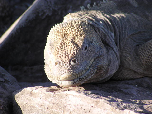Land Iguana - free image