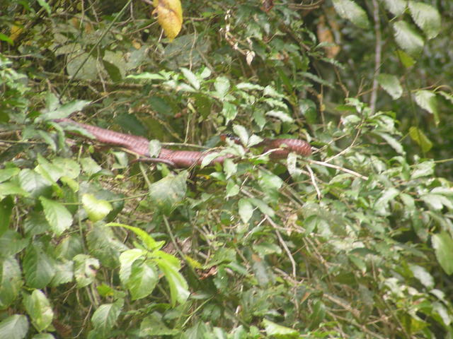 large plants - free image