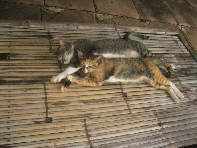 Lazy cats - free image