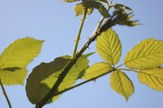 Leaves - free image
