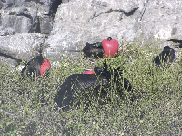 Magnificent frigate bird - free image