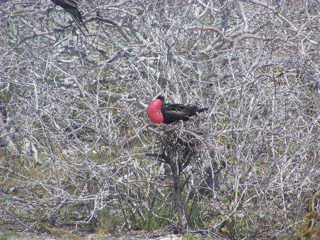 Magnificent frigate bird - free image