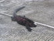 Marine Iguana on road