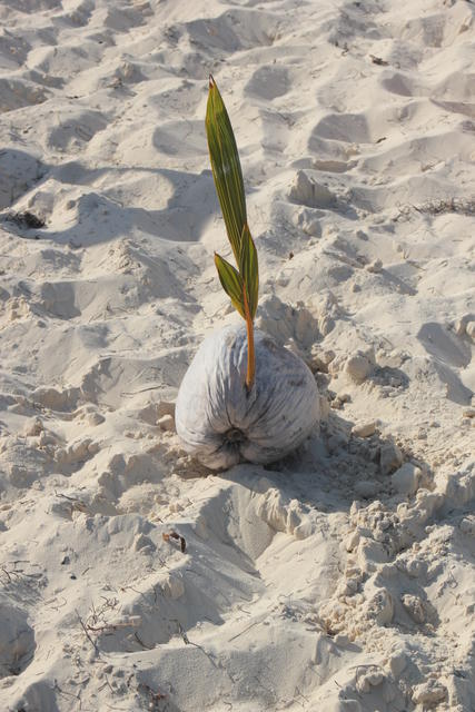 matured coconut - free image