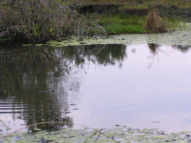 moving reptile - free image