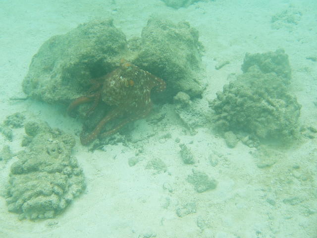 octopus - free image