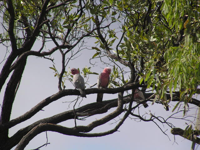 pair of Galah - free image