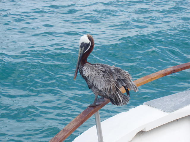 Pelicane resting - free image