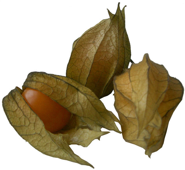 physalis - free image