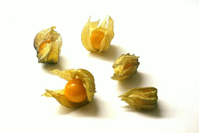 physalis - free image