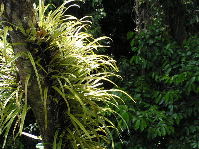 Plants over to the trunk - free image