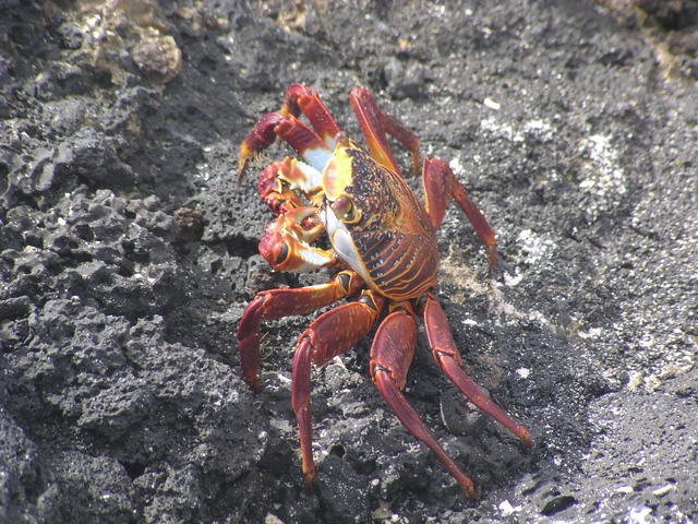 red rock crab close - free image
