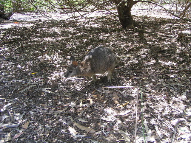 Run run - free image