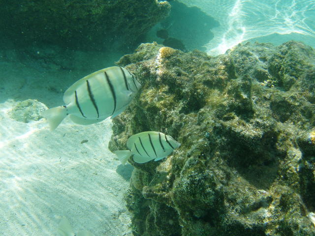 Sargento mayor - free image